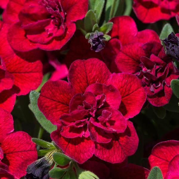 Calibrachoa Can-Can Double Red